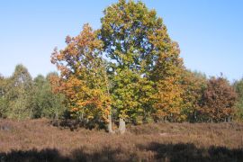 baum-herbst-eifel